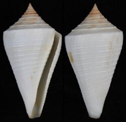 Dauciconus cancellatus