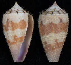 Strategoconus circumactus
