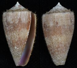 Strategoconus circumactus