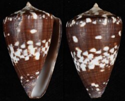 Kalloconus venulatus