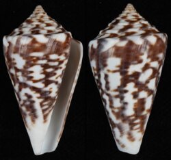 Lamniconus clerii