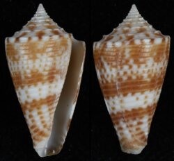 Conasprella baileyi