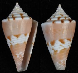 Conasprella articulata