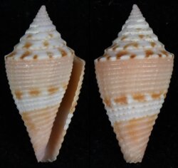 Conasprella articulata