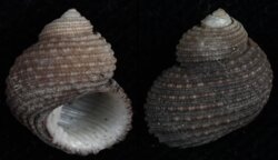 Euchelus atratus