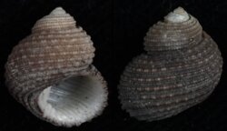 Euchelus atratus