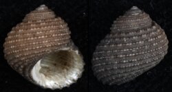 Euchelus atratus