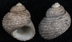 Euchelus atratus