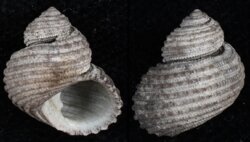 Euchelus atratus