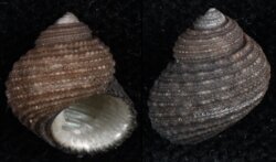 Euchelus atratus