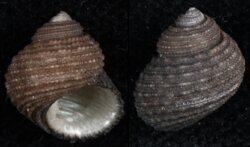 Euchelus atratus