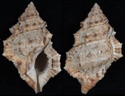 Bursina nobilis