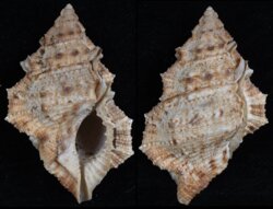 Bursina nobilis