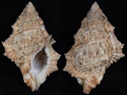 Bursina nobilis