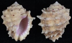 Drupa rubusidaeus