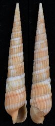 Myurella nebulosa