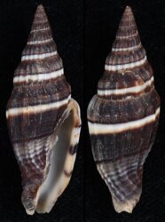 Vexillum caffrum