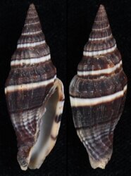 Vexillum caffrum