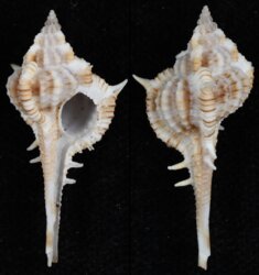 Vokesimurex dolichourus