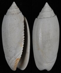 Oliva fossil species