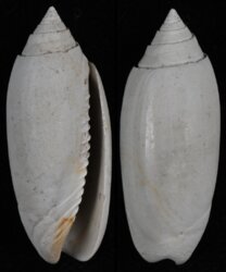 Oliva fossil species