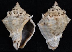 Volema myristica