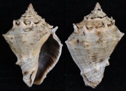 Volema myristica