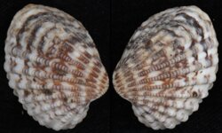 Cardites nitidus