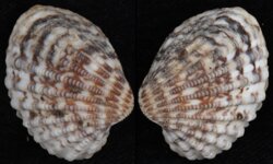 Cardites nitidus