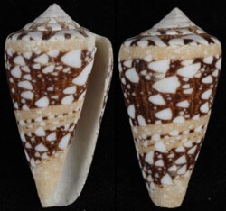 Leptoconus ammiralis