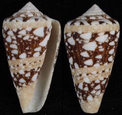 Leptoconus ammiralis