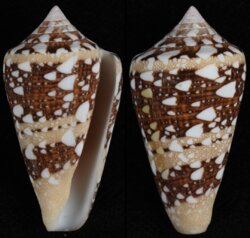 Leptoconus ammiralis