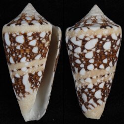 Leptoconus ammiralis