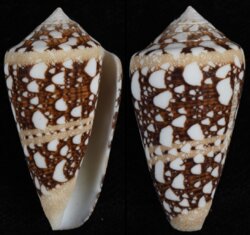 Leptoconus ammiralis