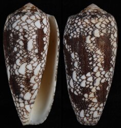 Darioconus omaria