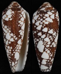 Darioconus omaria
