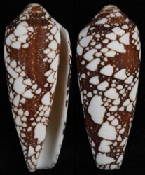 Darioconus omaria