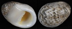 Nerita antiquata