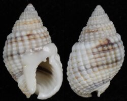 Nassarius fenistratus