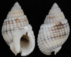 Nassarius fenistratus