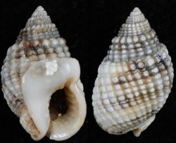 Nassarius fenistratus