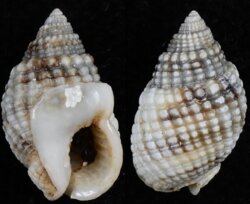 Nassarius fenistratus