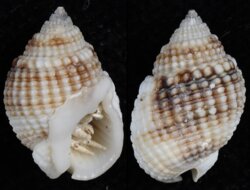 Nassarius fenistratus