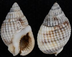 Nassarius fenistratus