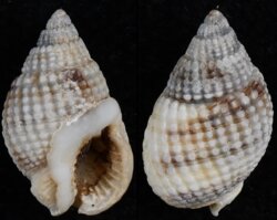 Nassarius fenistratus