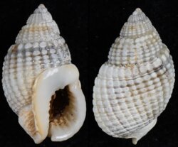 Nassarius fenistratus