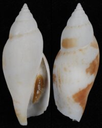 Terestrombus terebellatus