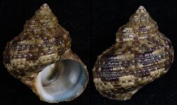 Turbo brunneus
