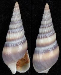 Bullia vittata