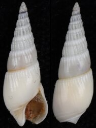 Bullia vittata